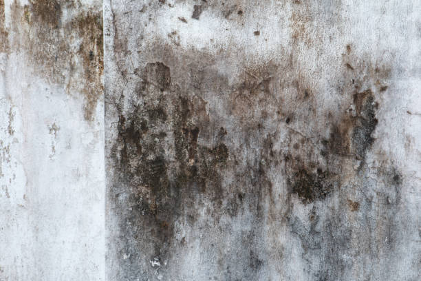 Best Environmental Consulting for Mold Prevention  in Newfoundland, NJ