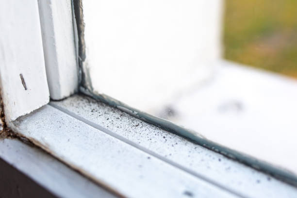 Best Mold Remediation for Healthcare Facilities  in Newfoundland, NJ