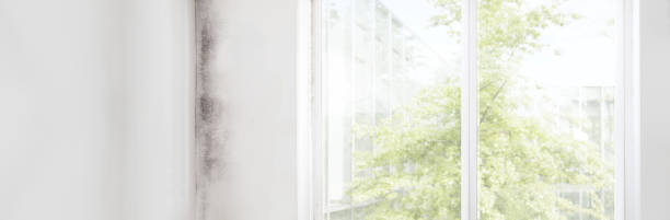 Best Mold-Related Health Consultation  in Newfoundland, NJ
