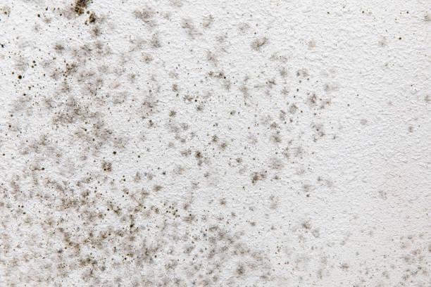 Best Residential Mold Inspection & Testing  in Newfoundland, NJ