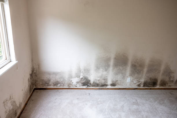 Best Mold Prevention Services  in Newfoundland, NJ