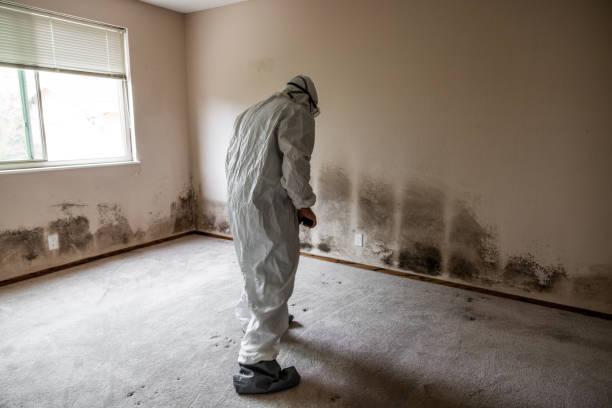 Best Commercial Mold Inspection  in Newfoundland, NJ