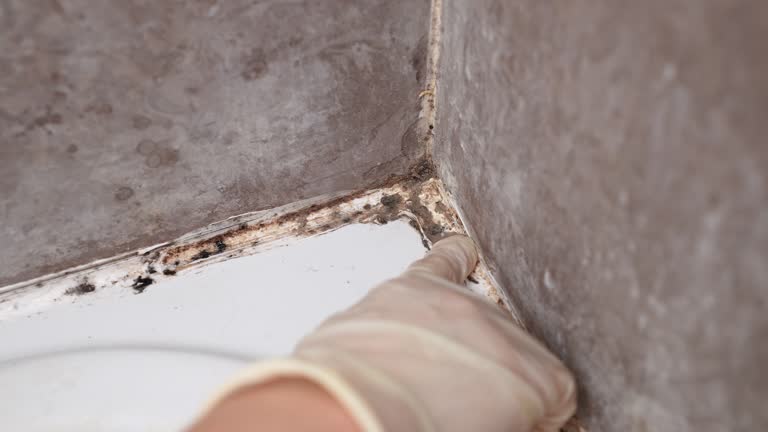 Mold Removal for HVAC Installations in Newfoundland, NJ